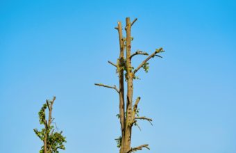 What Happens If You Cut The Top Off A Tree?