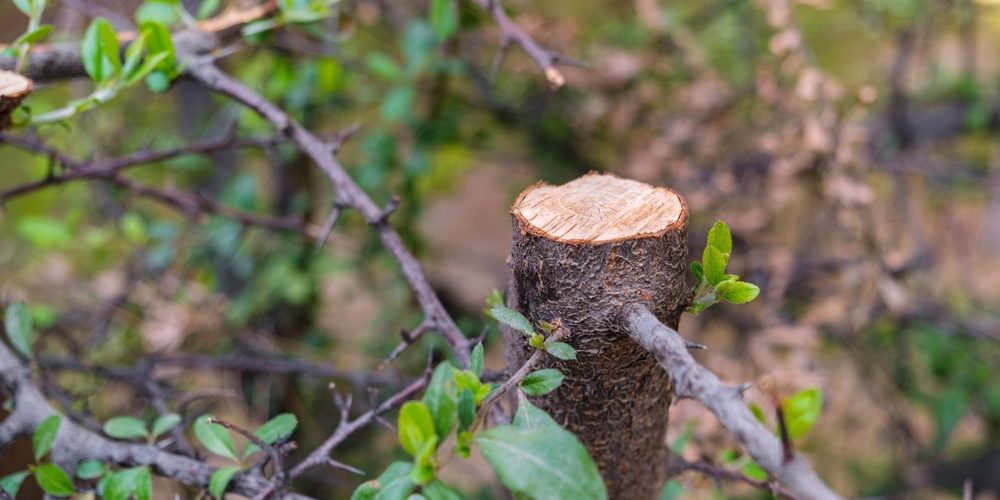What Is An Example Of Bad Tree Pruning?