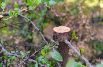 What Is An Example Of Bad Tree Pruning?