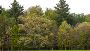 What Is The Accurate Height Of A Tree