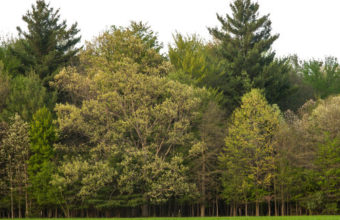 What Is The Accurate Height Of A Tree?