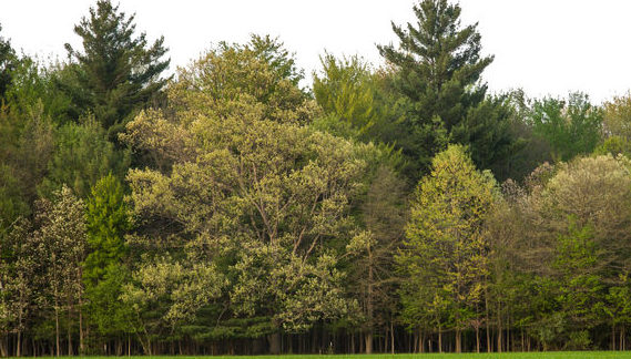 What Is The Accurate Height Of A Tree?