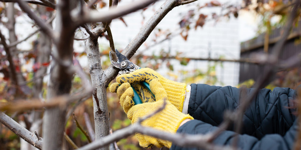 What Month Is Best To Trim Trees?