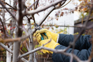 What Month Is Best To Trim Trees