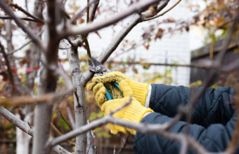 What Month Is Best To Trim Trees?