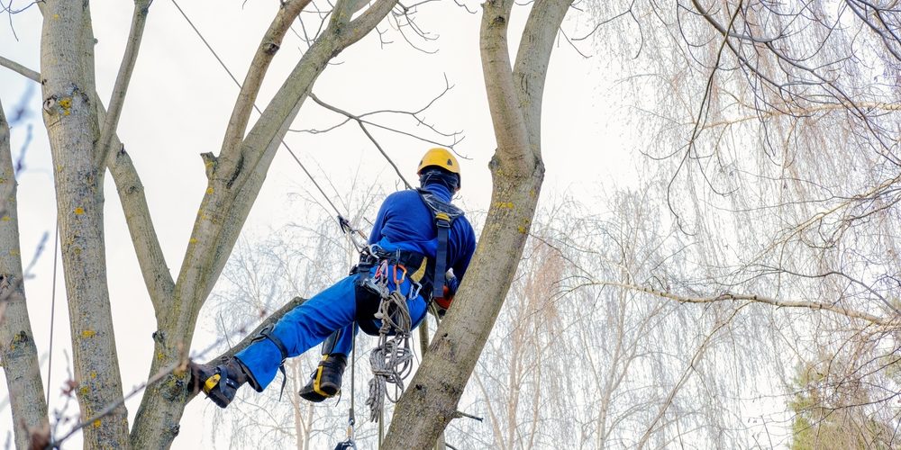 What Months Should You Not Trim Trees?