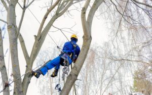 What Months Should You Not Trim Trees