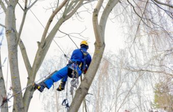 What Months Should You Not Trim Trees?
