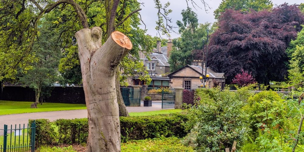 Why Cut All The Branches Off A Tree?
