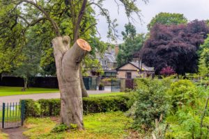 Why Cut All The Branches Off A Tree