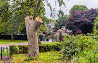 Why Cut All The Branches Off A Tree?