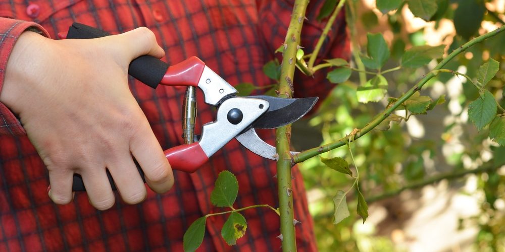 Why Do You Prune A 45 Degree Angle?
