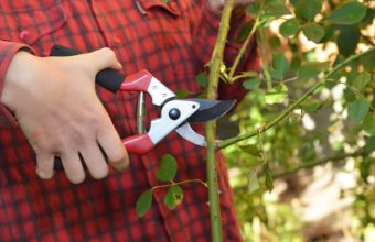 Why Do You Prune A 45 Degree Angle?
