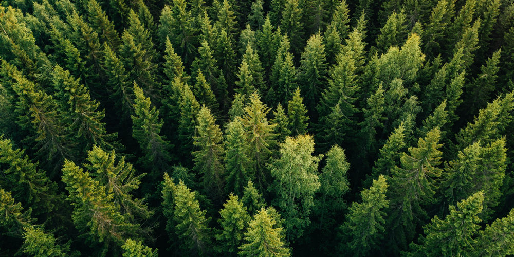 Will A Topped Tree Grow Back?