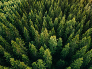Will A Topped Tree Grow Back