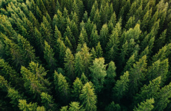 Will A Topped Tree Grow Back?