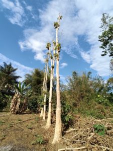 Can You Prune Trees In Summer