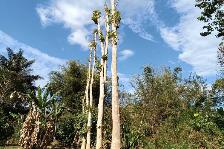 Can You Prune Trees In Summer?