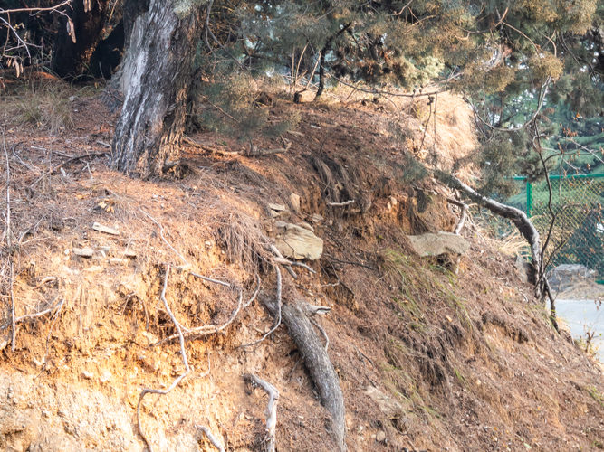 Can You Put Topsoil Over Tree Roots?