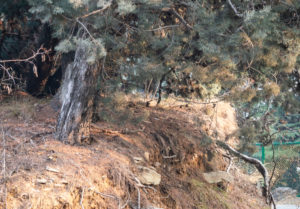 Can You Put Topsoil Over Tree Roots