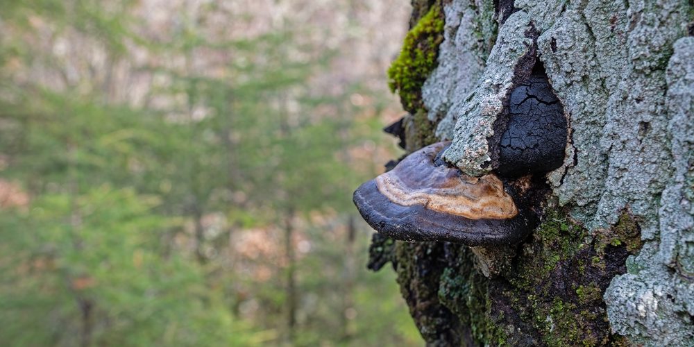 How Do You Tell If A Tree Needs To Be Cut Down?