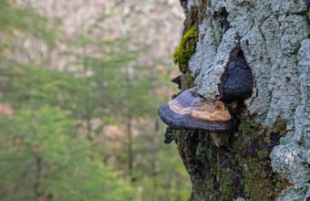 How Do You Tell If A Tree Needs To Be Cut Down?