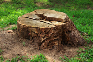 How Long Will A Tree Stump Last
