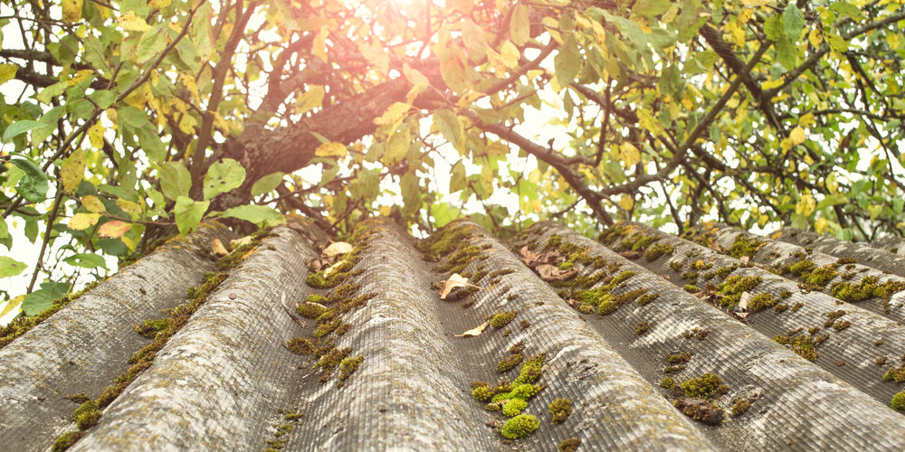 Is It Bad For Tree Branches To Touch Your Roof?