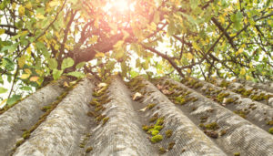 Is It Bad For Tree Branches To Touch Your Roof