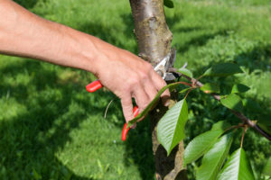Is It Ok To Cut Lower Branches Off Trees