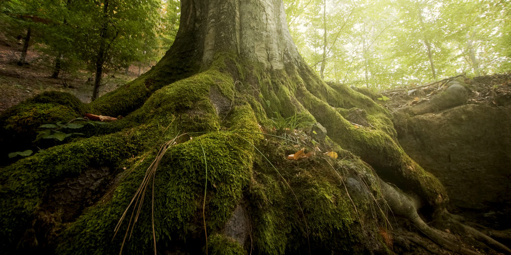 Is It Ok To Leave Tree Roots In The Ground?