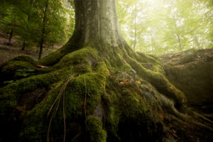 Is It Ok To Leave Tree Roots In The Ground