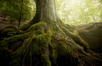 Is It Ok To Leave Tree Roots In The Ground?