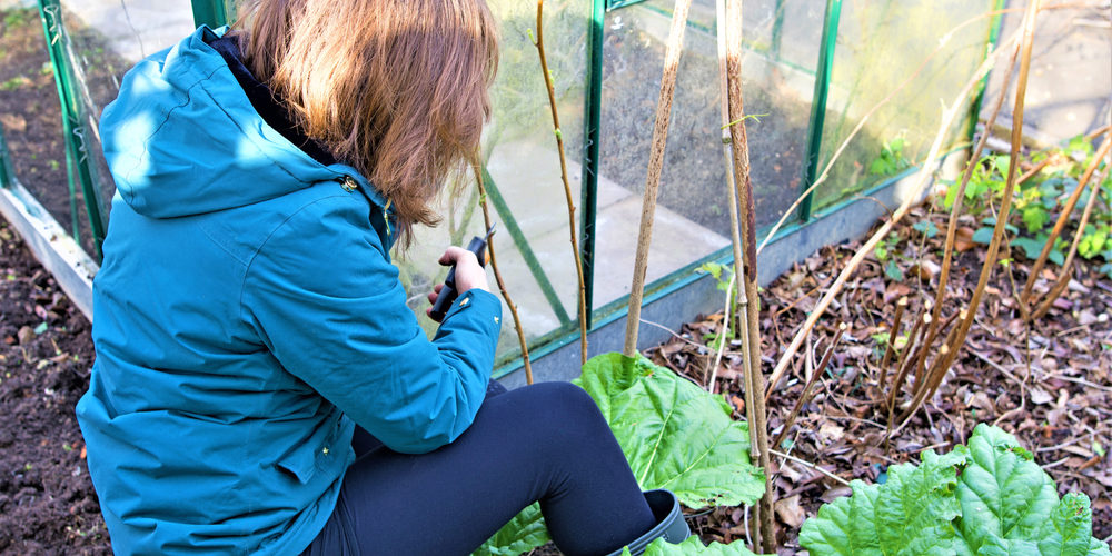 Is June Too Late To Prune?