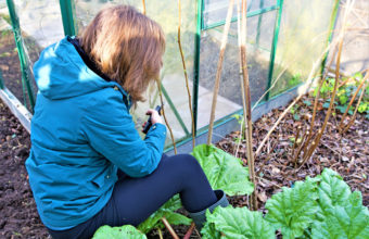 Is June Too Late To Prune?