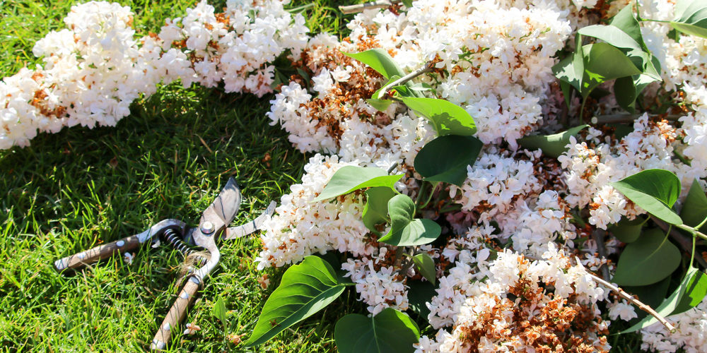Is May Too Late To Prune?
