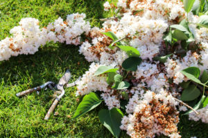 Is May Too Late To Prune