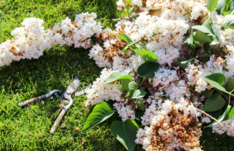 Is May Too Late To Prune?