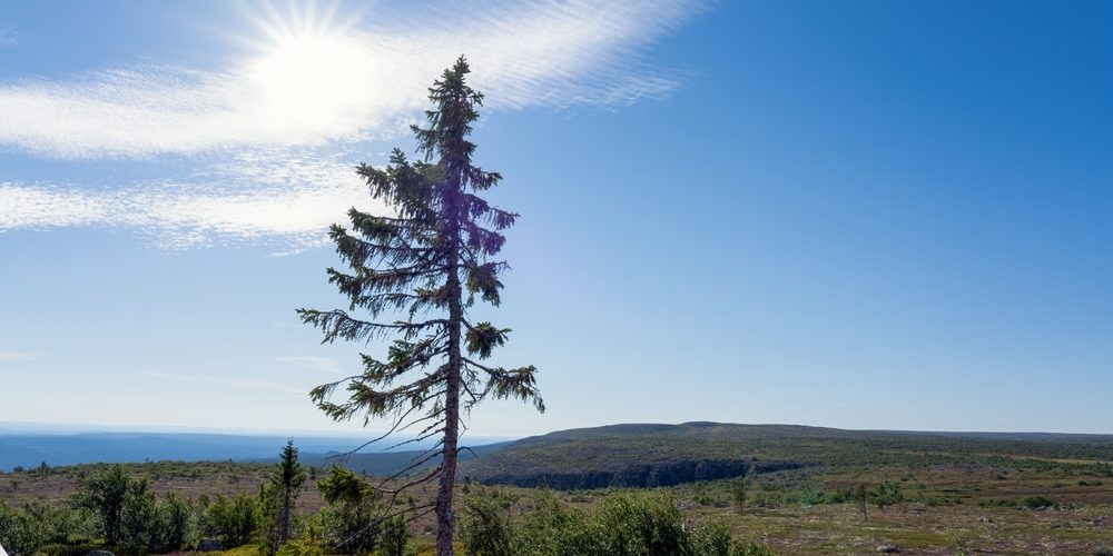 Is There A 9,000 Year Old Tree?