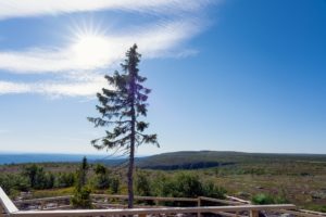 Is There A 9,000 Year Old Tree