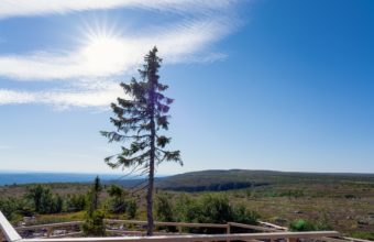 Is There A 9,000 Year Old Tree?