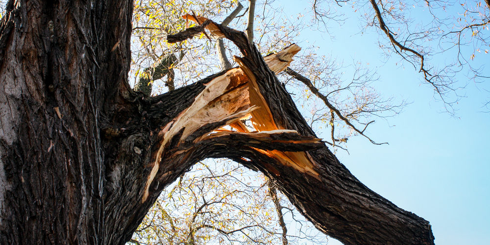 Should I Prune Broken Branches?