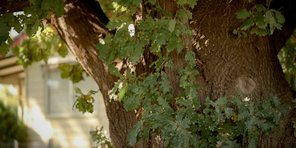 Should I Remove A Tree Close To House?