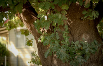 Should I Remove A Tree Close To House?
