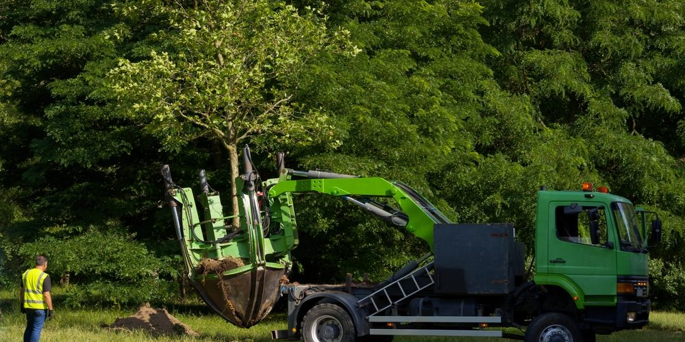 Should Mature Trees Be Pruned?