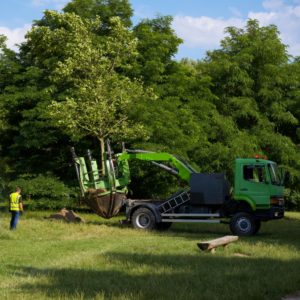Should Mature Trees Be Pruned