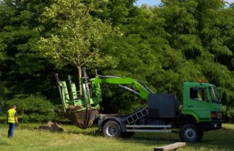 Should Mature Trees Be Pruned?