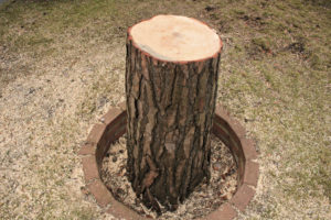What Are The Signs Of Over Pruning