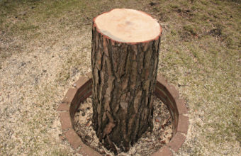 What Are The Signs Of Over-Pruning?