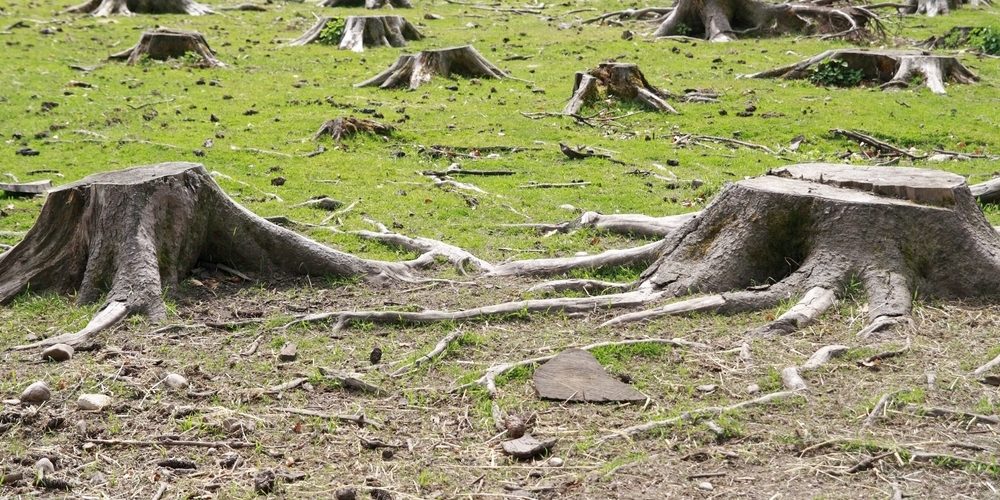 What Happens To Tree Roots When Tree Is Cut Down?